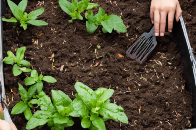 Composting Made Easy: Start Your Own Backyard Bin